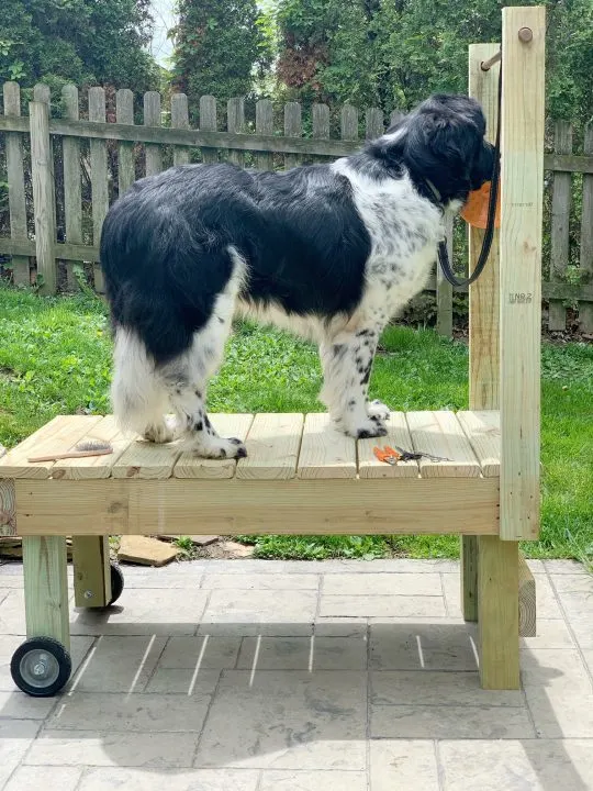tips on getting your large dog on a grooming table