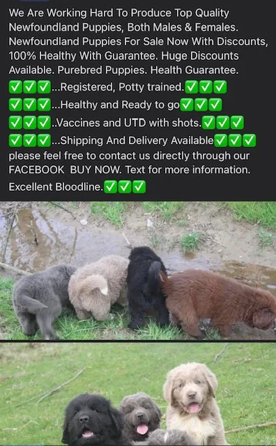 Facebook puppy scam