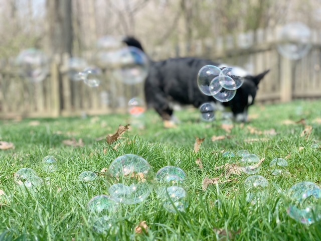 dog playing with dog safe bubbles