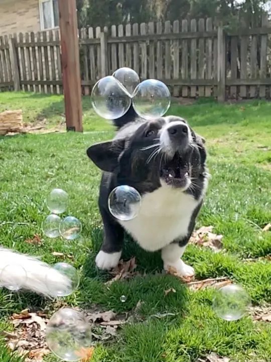 dog bubble for canine enrichment