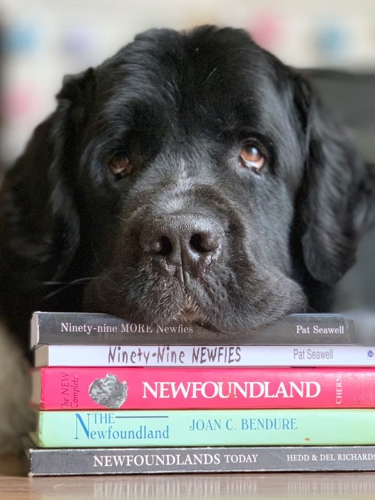 newfoundland dog resting head on books