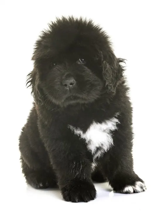 black newfoundland puppy with white spot on chest