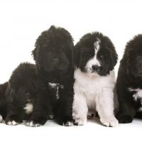 black and landseer newfoundland puppies