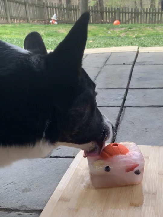dog enjoying frozen ice lick on a warm summer day