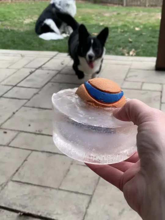 ice lick with dog ball