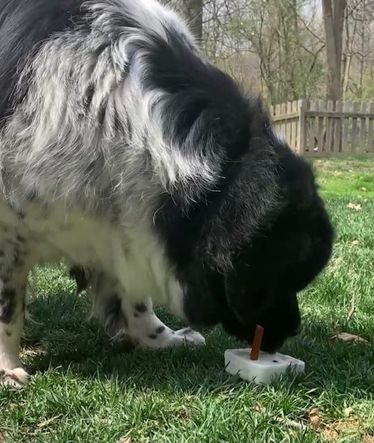 dog enjoying flavored ice lick with fruit and chicken