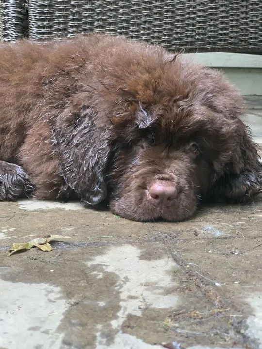 9.5 weeks old newfie puppy napping