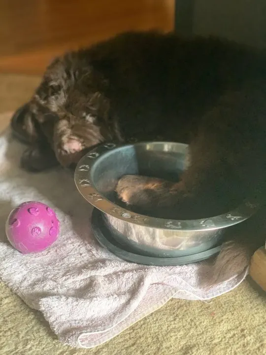 newf puppy sleeping in water bowl