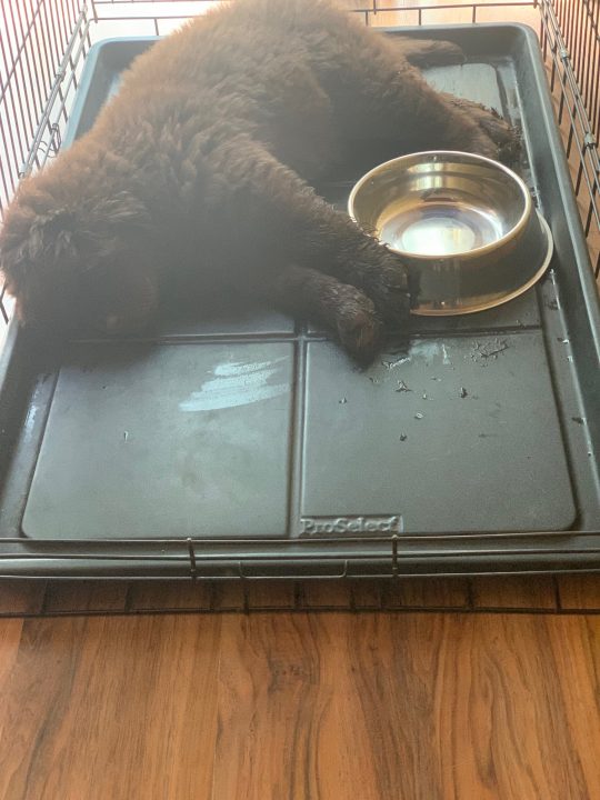 brown newfoundland puppy napping in crate