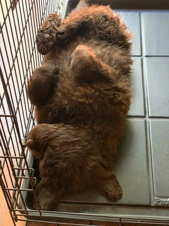 brown newfie puppy sleeping on back in crate
