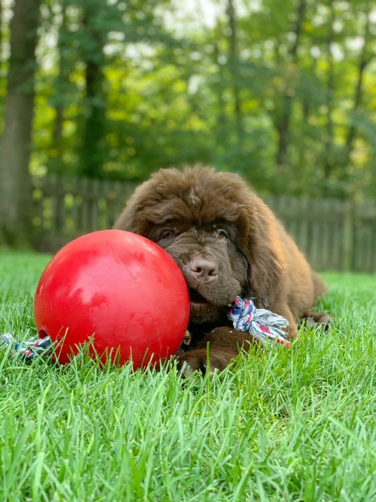 16 week old brown newfounland puppy with Jolly ball