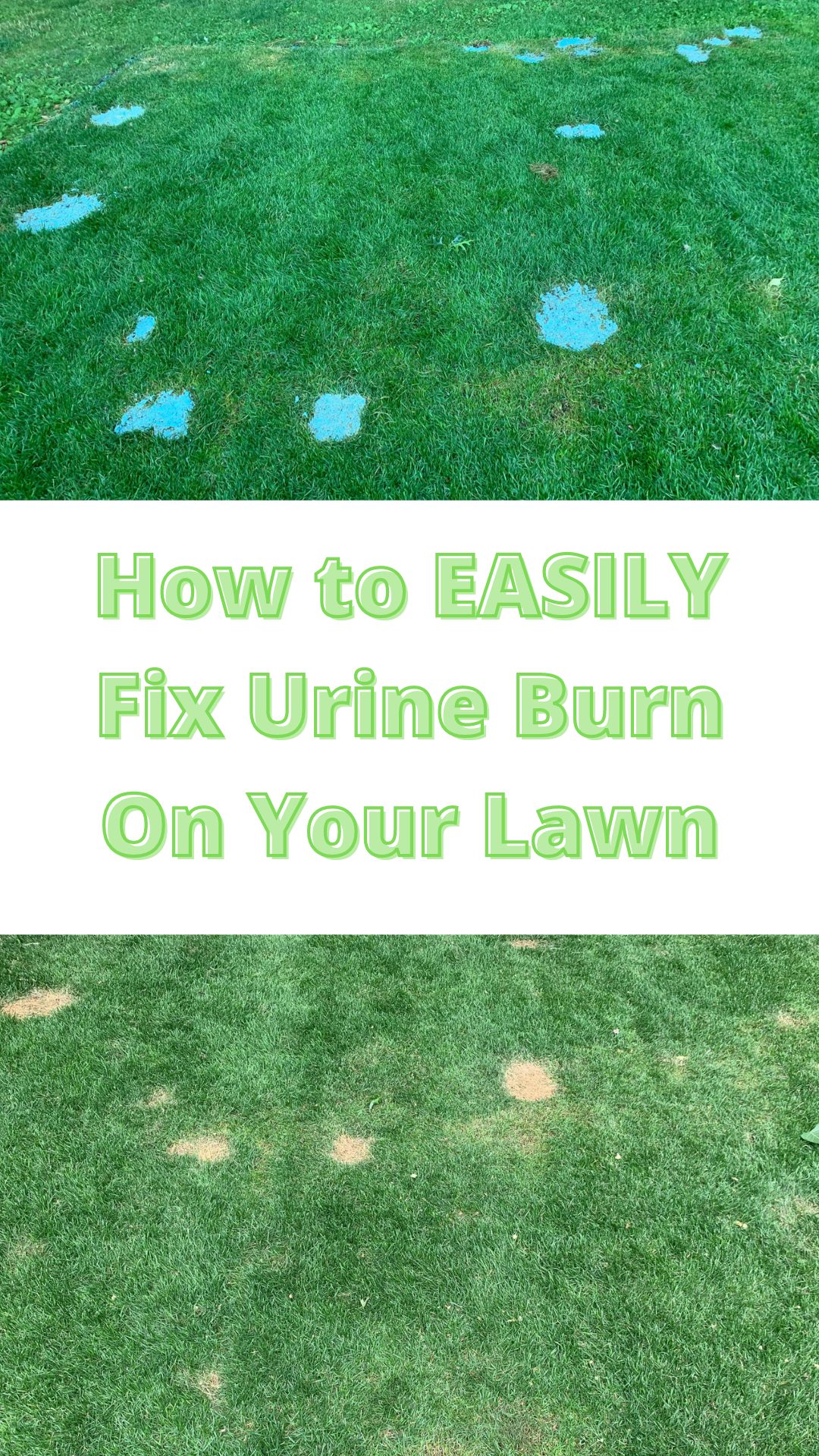 Easy Ways To Fix Dog Urine Spots On Grass My Brown Newfies