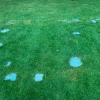 urine burn on grass covered with seed