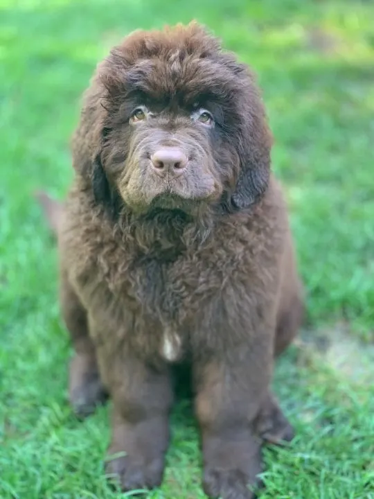 3 months old brown newfie puppy sitting outside