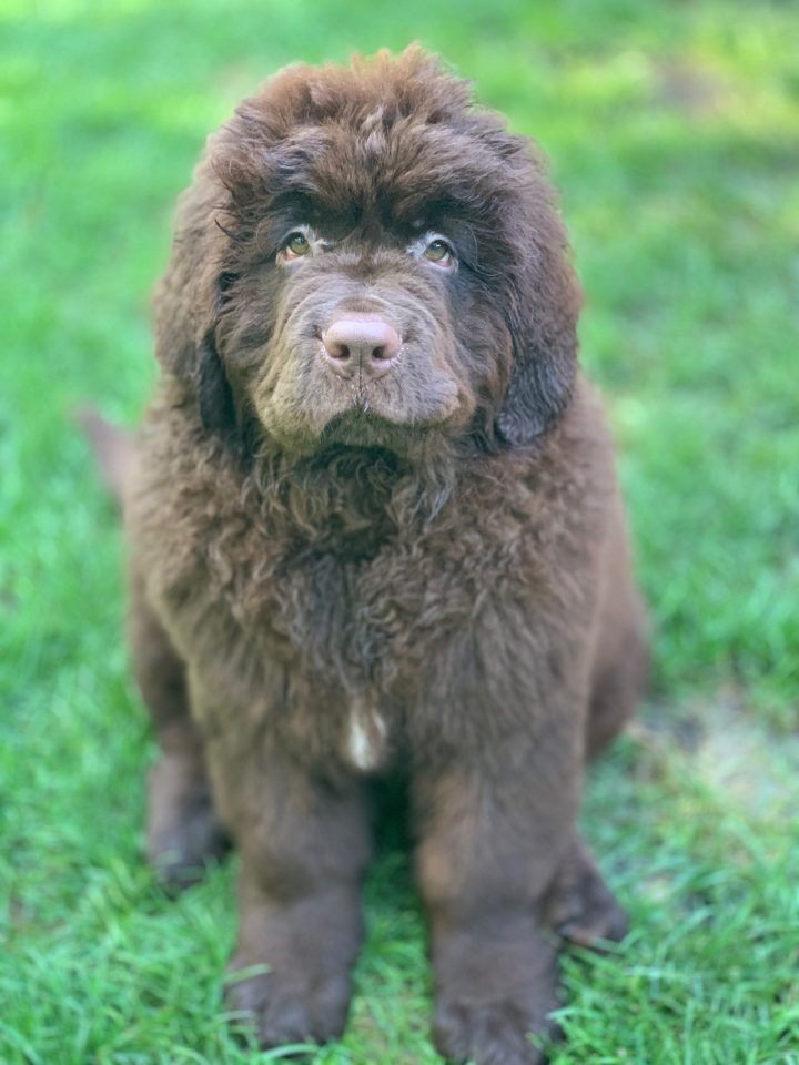 The Art Of Potty Training A Newfoundland Puppy My Brown