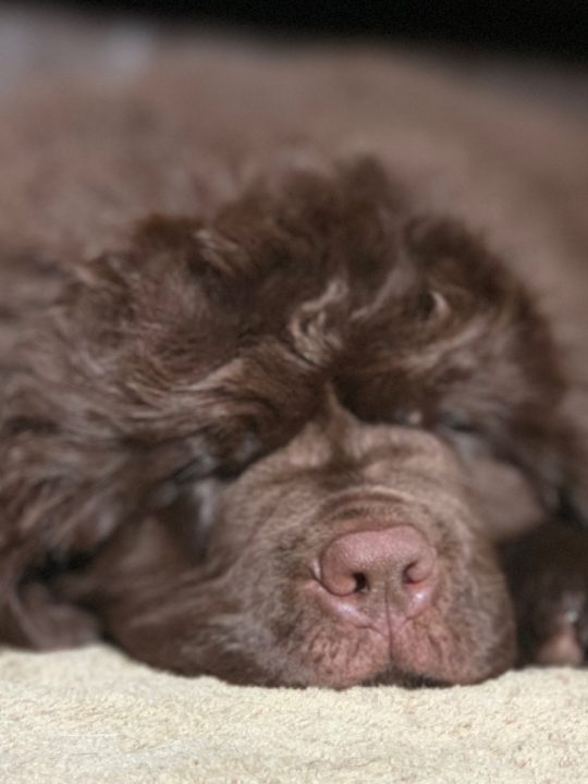 newfie puppy napping on floor