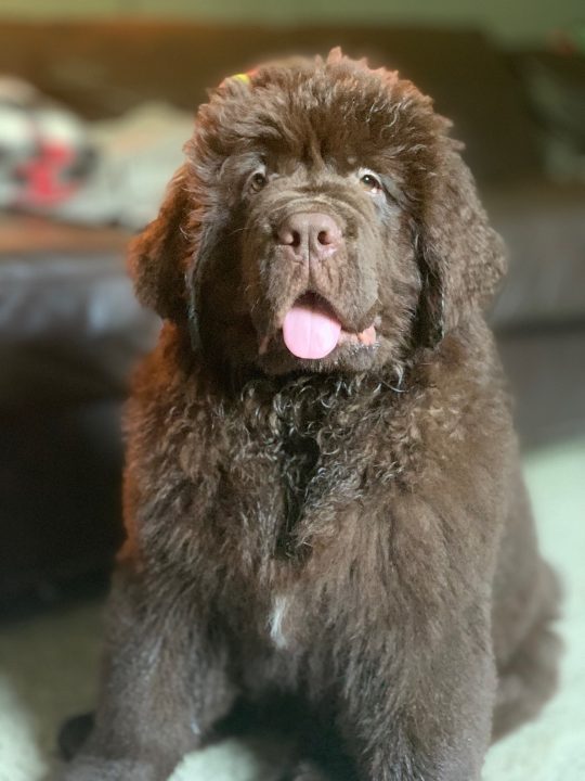 12 week old brown newfie puppy learning potty training
