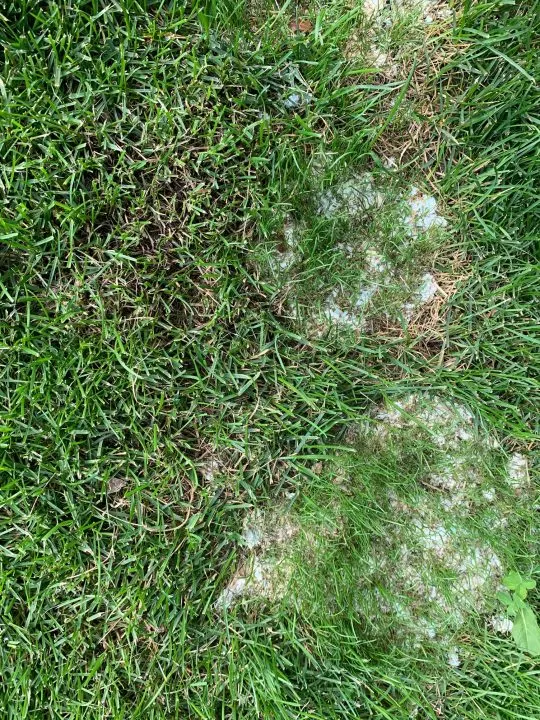 grass seed growing on urine burns in grass