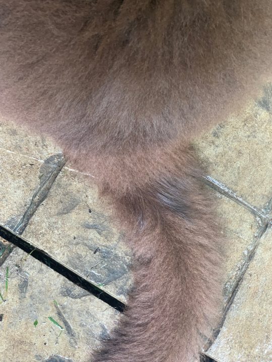 dark brown ring on dog's tail
