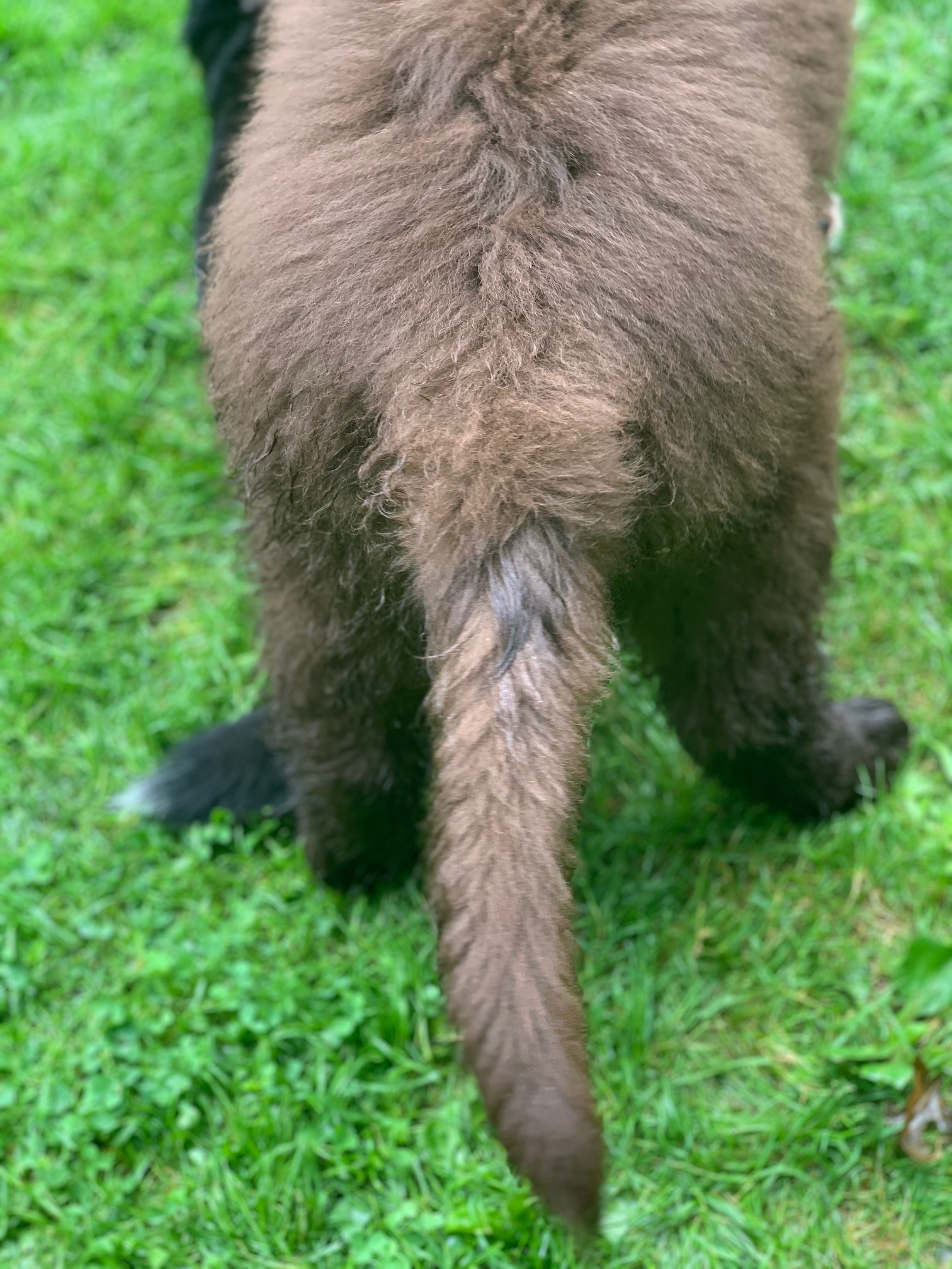 What Is That Dark Patch On My Dog's Tail? - My Brown Newfies