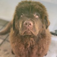 lou the brown newfoundland