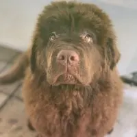 lou the brown newfoundland