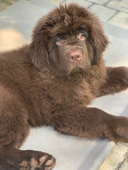 brown newfoundland puppy on elevated cooling bed
