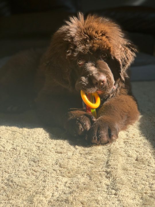 brown newfie puppy with chew toy