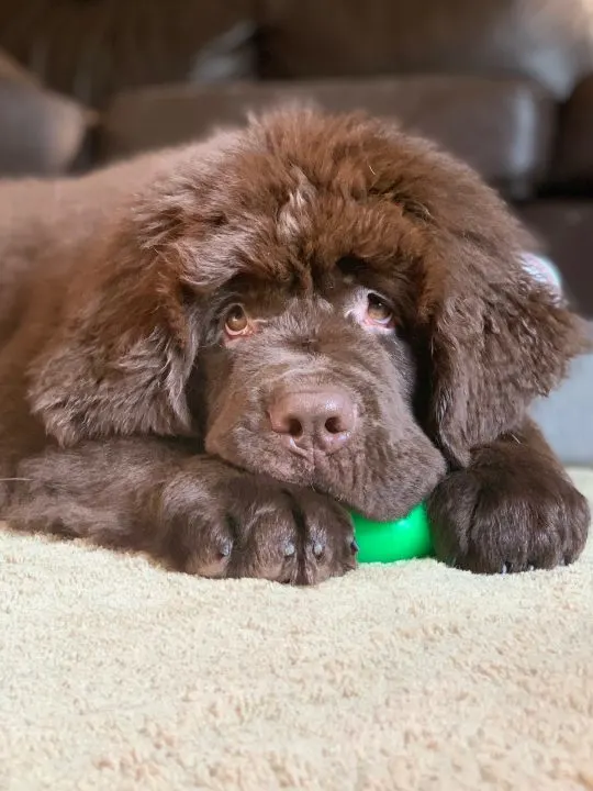 lou the brown newfie puppy