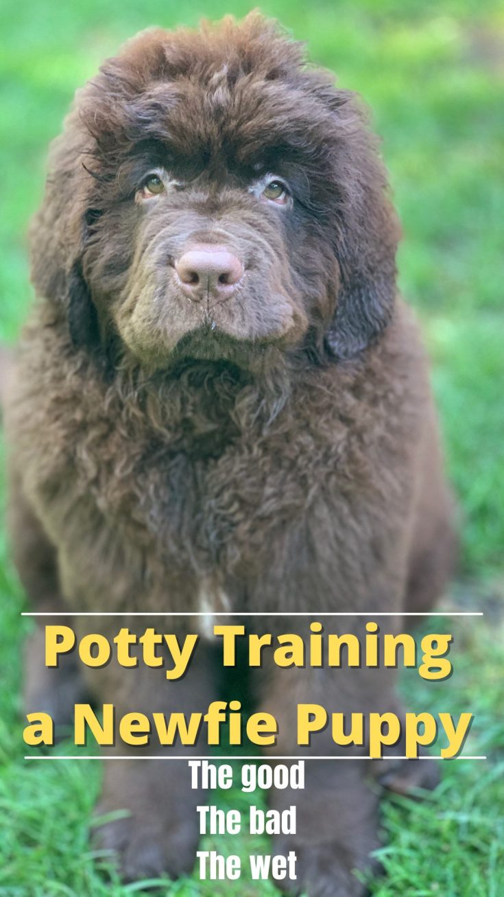The Art Of Potty Training A Newfoundland Puppy My Brown