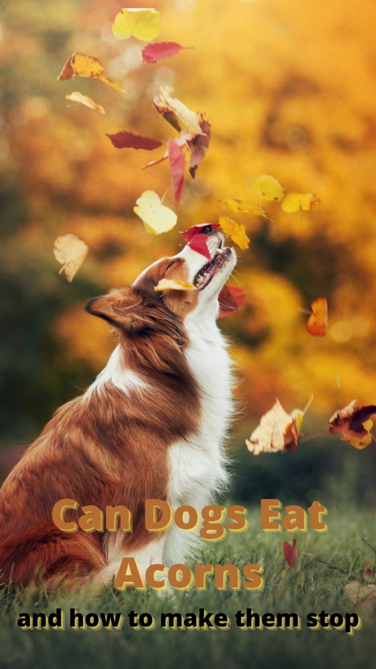 Can Dogs Eat Acorns And How To Make Them Stop My Brown Newfies