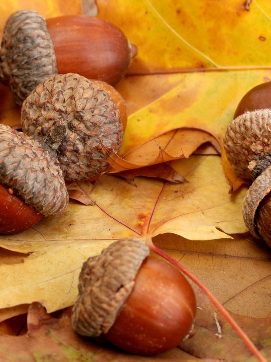 signs of acorn poisoning in dogs are vomiting, diarrhea and lethargy