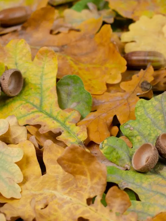 the easiest way to stop a dog from eating acorns is to teach them to "leave it" or "drop it" 