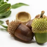 acorns are seeds that fall from an oak tree and they contain tannin which is an acid