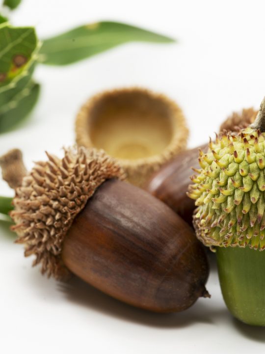 acorns are seeds that fall from an oak tree and they contain tannin which is an acid