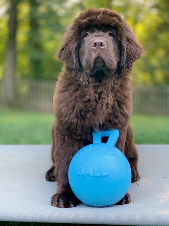 brown newfie puppy with large blue jolly ball