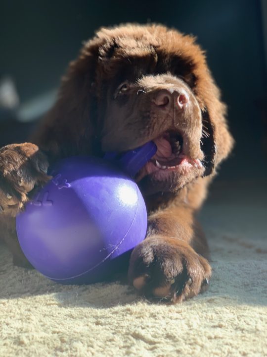 newfoundland puppy with jolly ball
