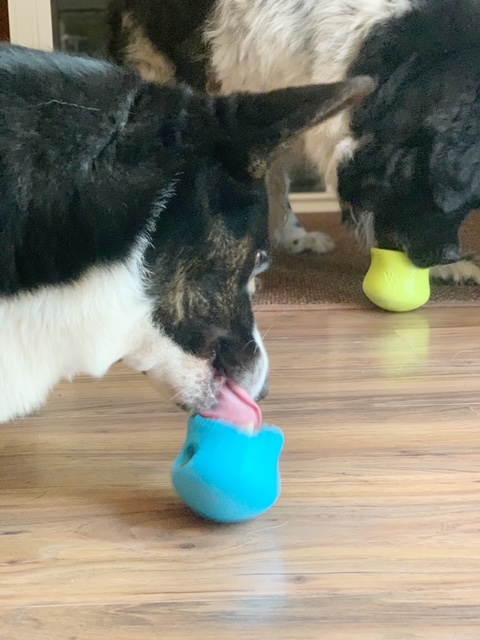 dogs licking canine enrichment toy