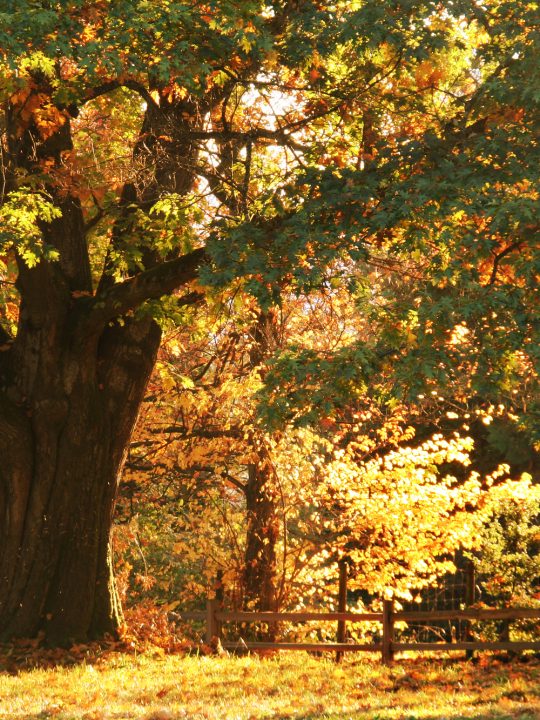 oak tree in fall