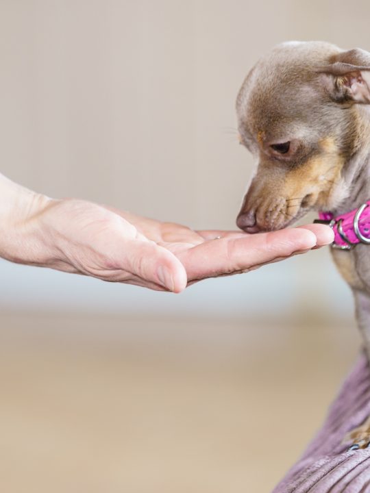 handfeeding a puppy may help them eat slower