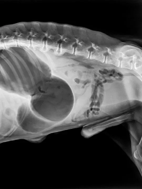 lateral x-ray of a dog with GDV or dog bloat