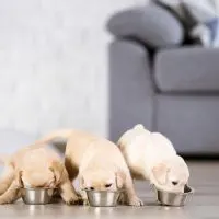 puppies eating dog food too fast