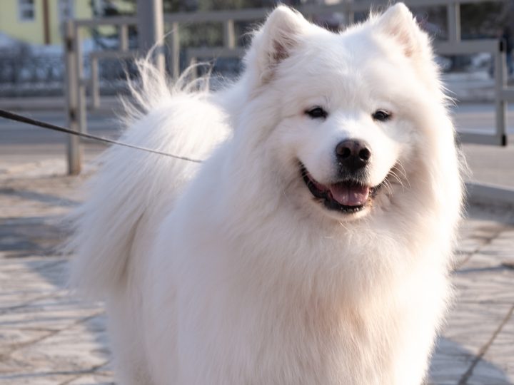 American Eskimo Dog with white dog fur
