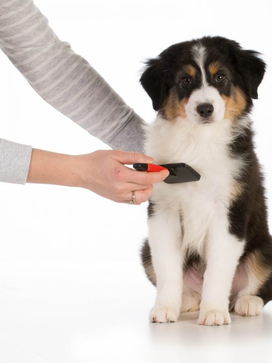 dog brushes that reduce shedding