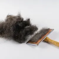best brushes for shedding dogs