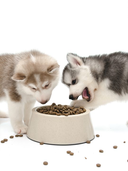 puppies eating dog food fast out of a food bowl