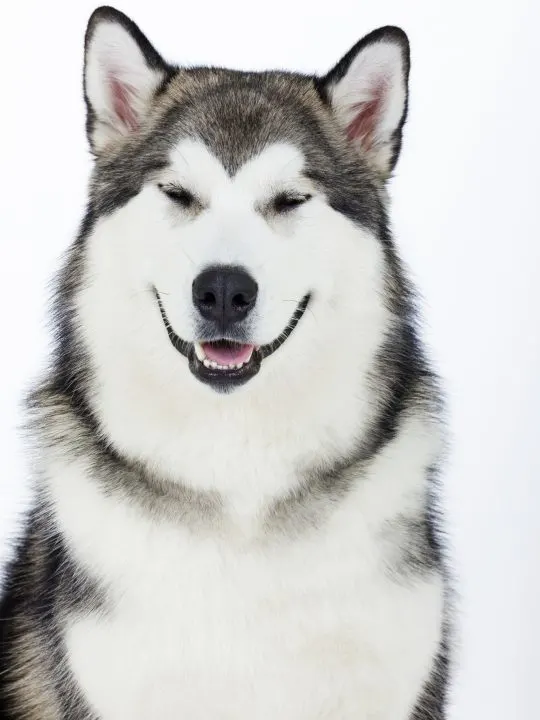 Alaskan Malamute is a heavy shedder with a double coat