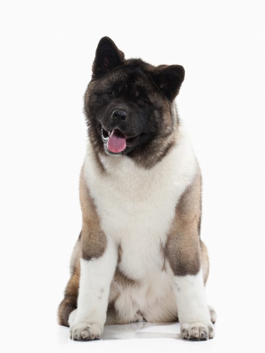 American Akita has a thick dense coat that sheds often