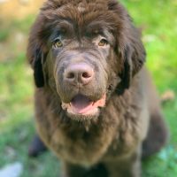 brown newfoundland puppy confused