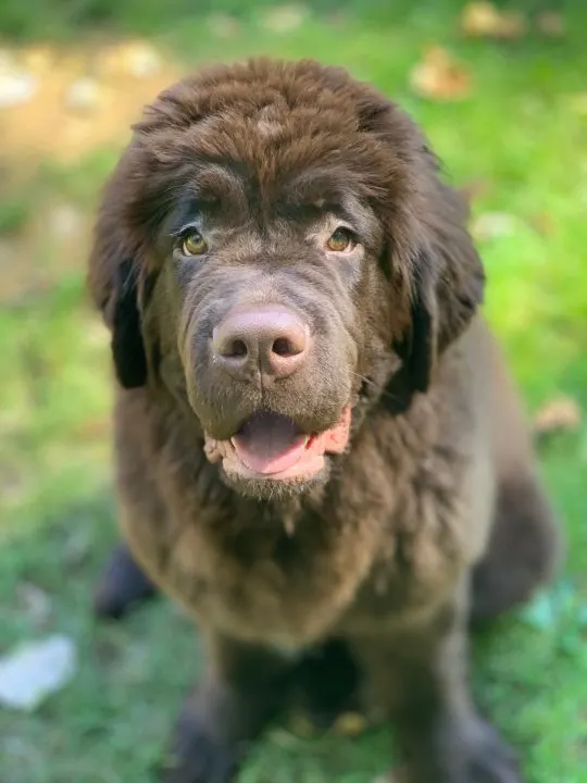 brown newfoundland puppy confused